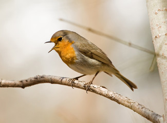 Singing Robin 