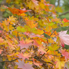 Orange autumn leaves