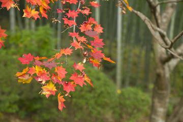 Red leaves