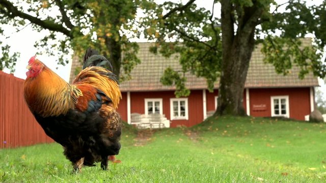 Hühner vor schwedischem Hof