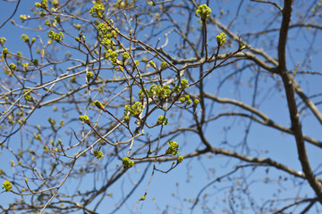 New growth bud