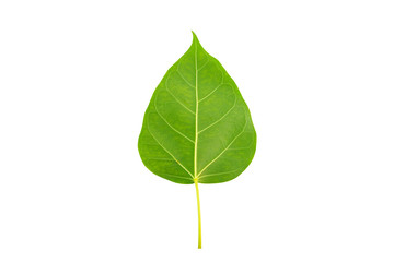 Green bodhi leaf on white background