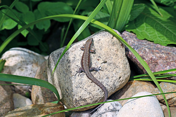 Little lizard on a rock