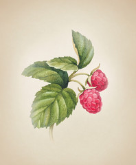 Watercolor raspberry illustration