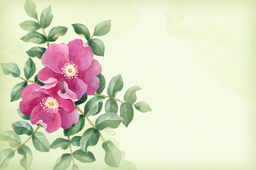 Watercolor dog rose illustration
