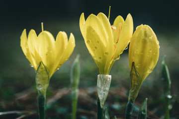 Crocus Flower close up