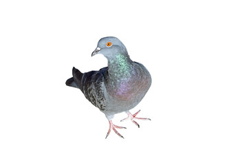 Pigeon