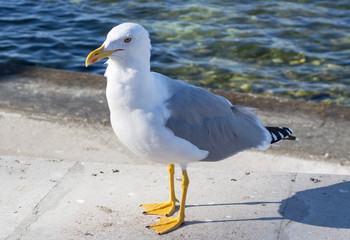 Marine gull