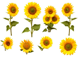 Sunflowers collection
