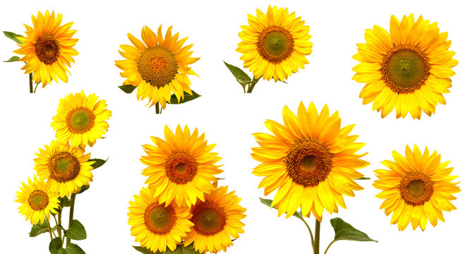Sunflowers collection