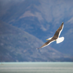 Sea Gull in New Zealand coast.