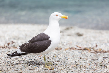 Sea Gull in New Zealand coast.