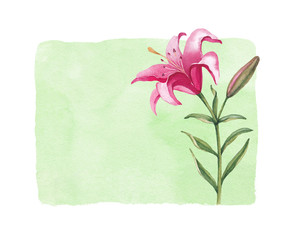 Watercolor illustration of lily flower