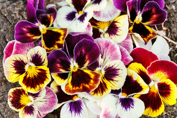 Different pansies