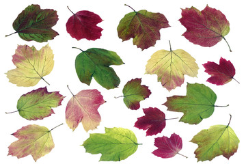 Obraz premium autumn leaves