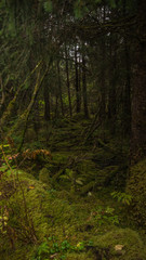 The cool shaded rainforest of Alaska