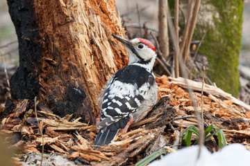 Dendrocopos leucotos, White-backed Woodpecker.