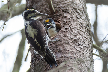 Picoides tridactylus , Three-toed Woodpecker.
