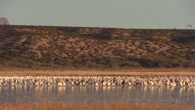 Sandhill Cranes and Snow Geese