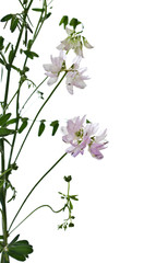 Delicate wildflowers