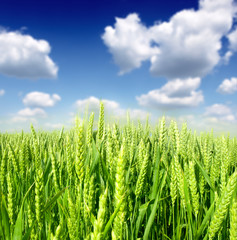 green wheat field and blue cloudy sky © Željko Radojko