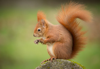 Naklejka na ściany i meble A very classic red squirrel pose