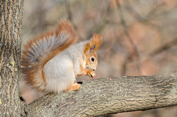 Red squirrel