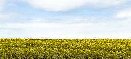 rape field