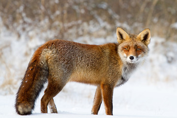 Fox in landscape with snow looking into the camera.