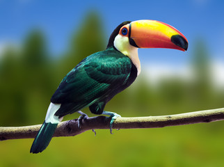  Toco Toucan against wildness © JackF