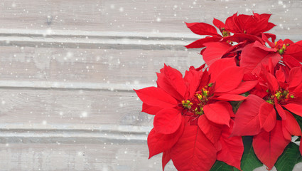 poinsettia and snow. Christmas flower on wooden background