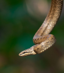 Smooth snake (Coronella austriaca)
