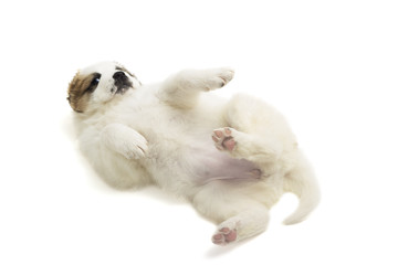 Caucasian Shepherd puppy on a white background