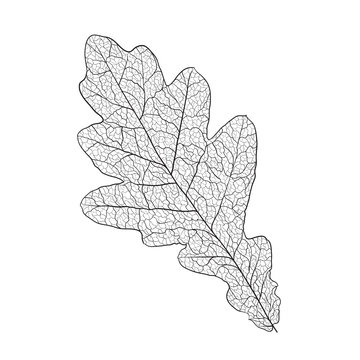 oak leaf skeleton