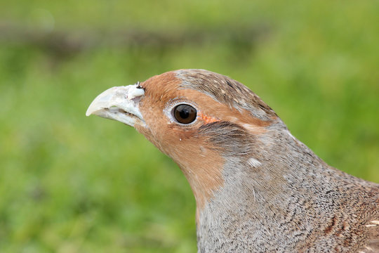 starna uccello