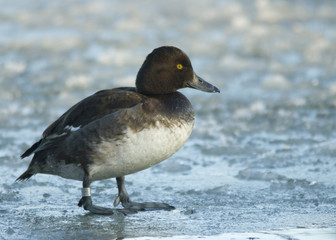 Tufted duck on the ice