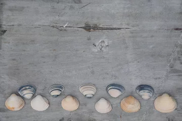 Fototapeten Achtergrond van mooie schelpen op oud hout © trinetuzun