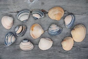 Fotobehang Achtergrond van mooie schelpen op oud hout © trinetuzun