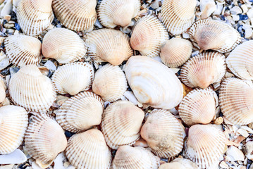 Seashells in the background