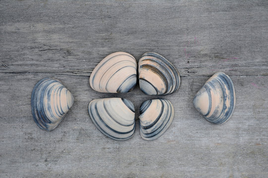 Mooie schelpen op oud hout