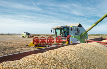 Fototapeta premium Harvesting of soy bean