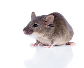 Sulkily Common house mouse on a white background