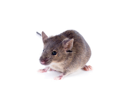 A Common house mouse (Mus musculus) on a white background