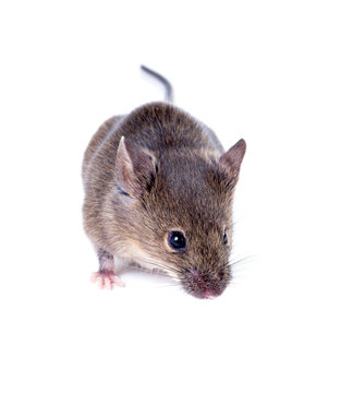 A Common house mouse (Mus musculus) sniffing on white background