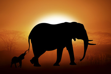 Silhouette of a elephants in sunset