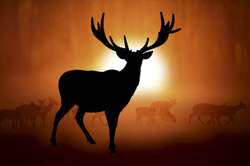 Silhouette of a deer in sunset