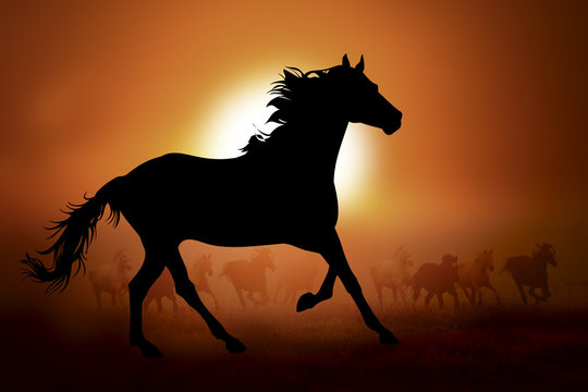 Silhouette of a horse in sunset