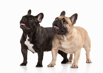 Two French bulldog puppies on white background