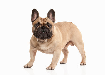 French bulldog puppy on white background