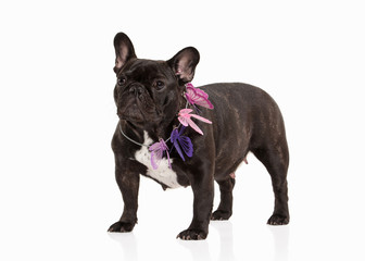 French bulldog puppy on white background